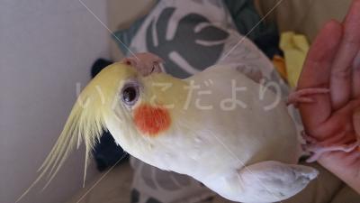 迷い鳥の写真