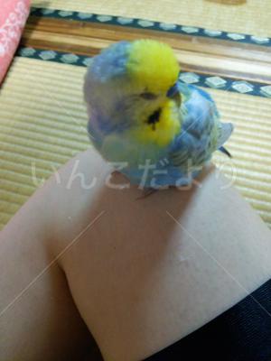 迷い鳥の写真