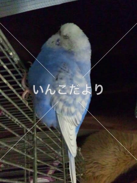 迷い鳥の写真