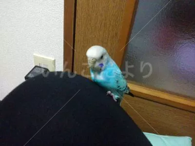 保護鳥の写真