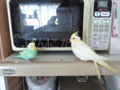 迷い鳥の写真