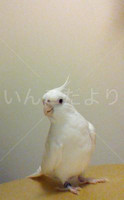 迷い鳥の写真