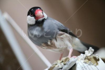 迷い鳥の写真