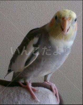 迷い鳥の写真