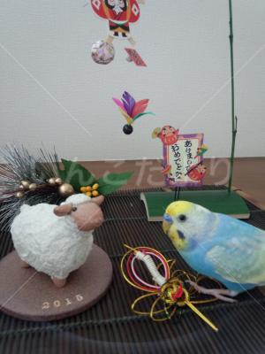 迷い鳥の写真
