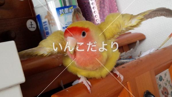 迷い鳥の写真