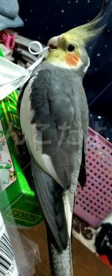 迷い鳥の写真
