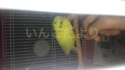 迷い鳥の写真