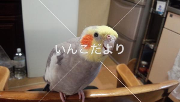 迷い鳥の写真