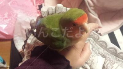 迷い鳥の写真