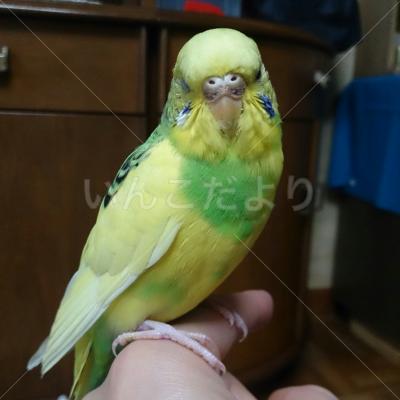 保護鳥の写真