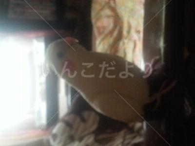迷い鳥の写真