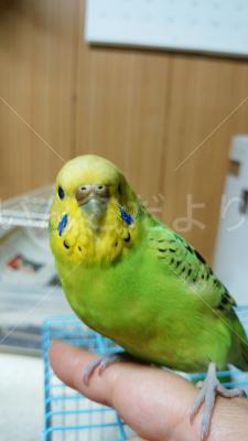 保護鳥の写真