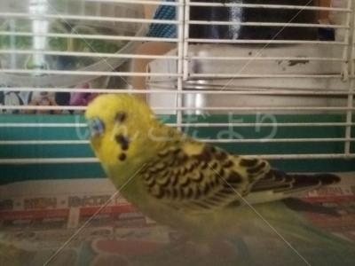 保護鳥の写真
