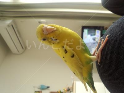 迷い鳥の写真