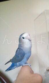 迷い鳥の写真