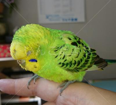 保護鳥の写真