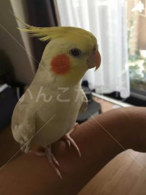迷い鳥の写真