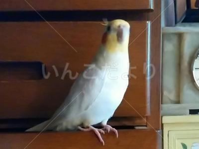 迷い鳥の写真