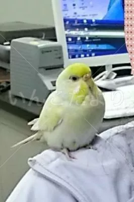 保護鳥の写真