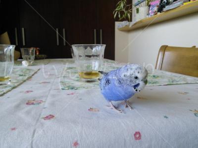 保護鳥の写真
