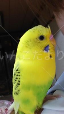 迷い鳥の写真