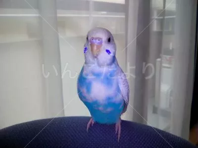 保護鳥の写真