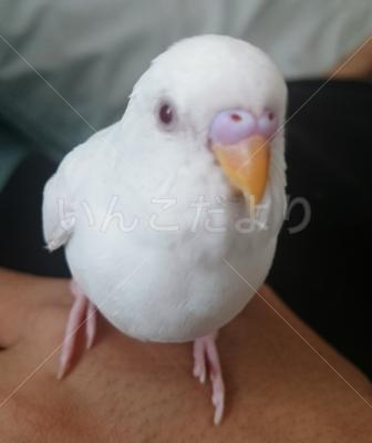 迷い鳥の写真