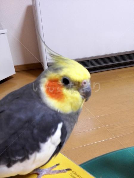 迷い鳥の写真