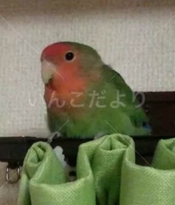 保護鳥の写真