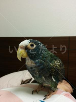 迷い鳥の写真