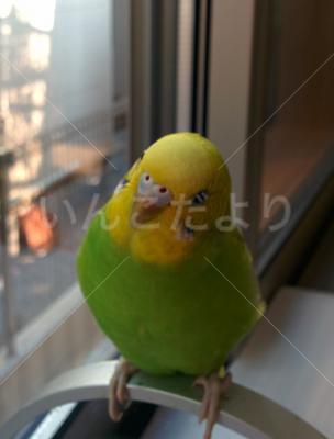 迷い鳥の写真