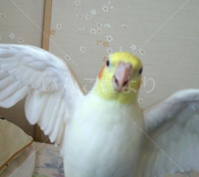 迷い鳥の写真