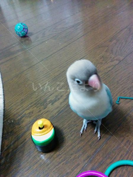 迷い鳥の写真