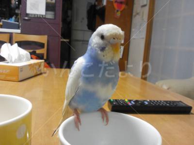 迷い鳥の写真