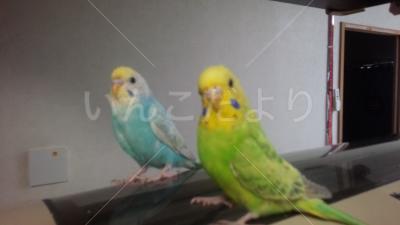 迷い鳥の写真