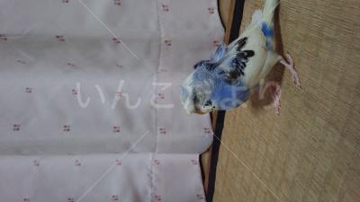 迷い鳥の写真