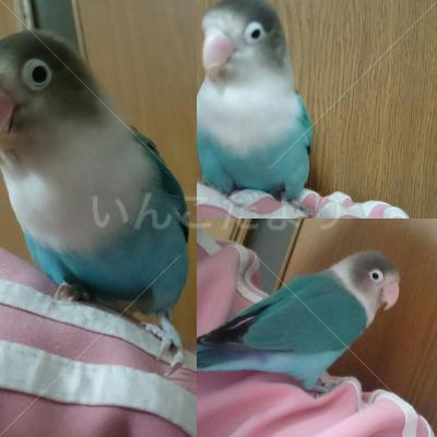 迷い鳥の写真