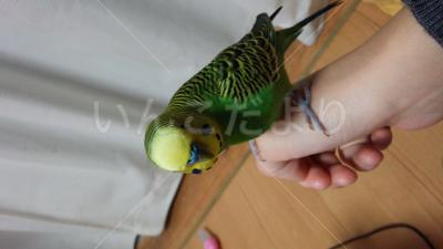 保護鳥の写真