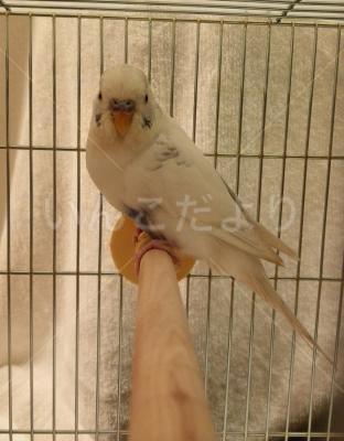 保護鳥の写真