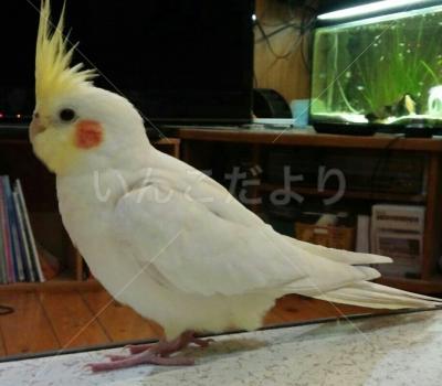 迷い鳥の写真