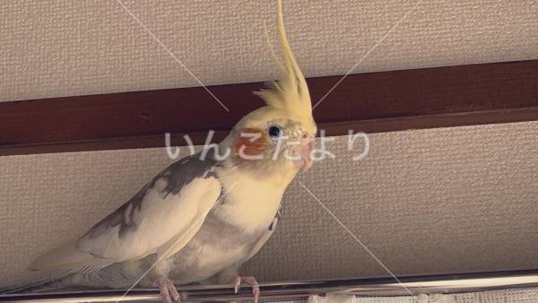 迷い鳥の写真