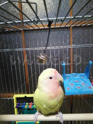 保護鳥の写真