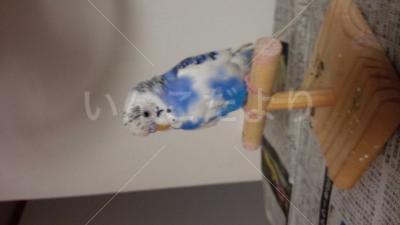 迷い鳥の写真