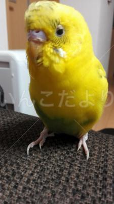 迷い鳥の写真