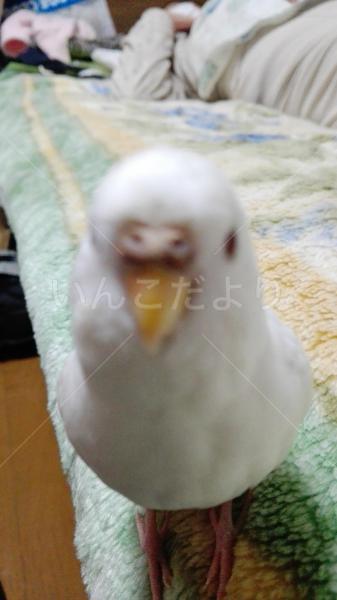 迷い鳥の写真