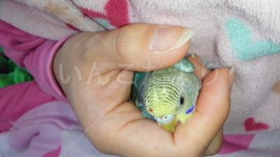保護鳥の写真