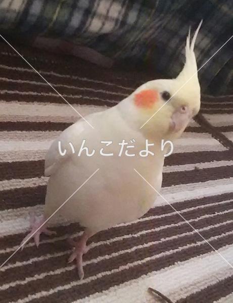 迷い鳥の写真