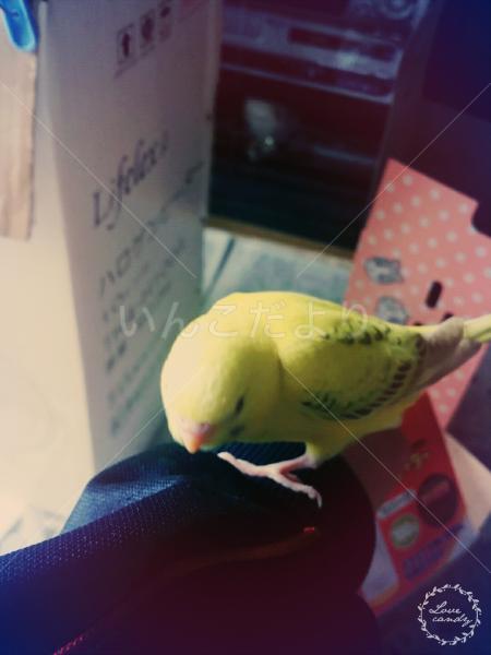 迷い鳥の写真