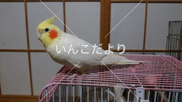 迷い鳥の写真